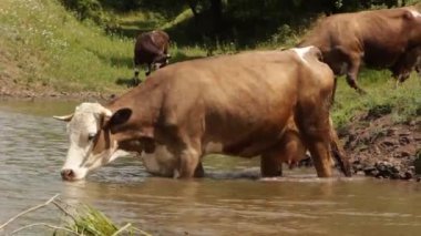 İnekler Nehri üzerinde. İnek nehir su içme. İnekler su içmek