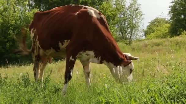 Vache broutée dans la prairie Une vache broutant paisiblement dans une prairie et mangeant de l'herbe 