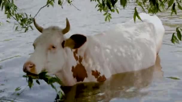 Koeien aan de rivier. Koeien drinken In het Water van de rivier. koeien drinken water — Stockvideo