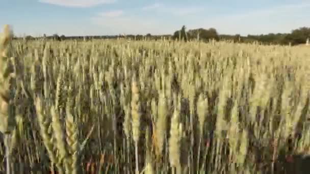 Поле з посівами під блакитним небом — стокове відео