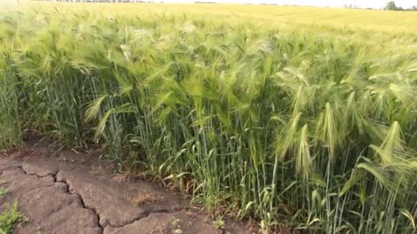 De aarde was door de droogte gebarsten op het veld met tarwe — Stockvideo