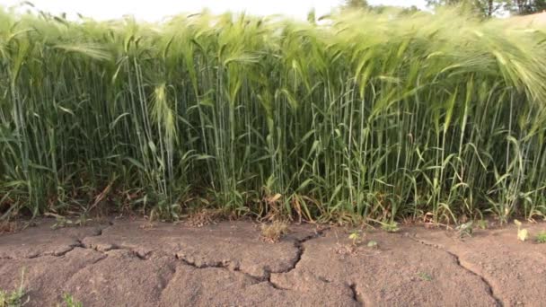 La tierra fue agrietada por la sequía en el campo con trigo — Vídeos de Stock