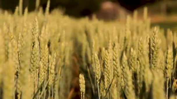 Espiguetas de trigo no campo, brisa leve . — Vídeo de Stock