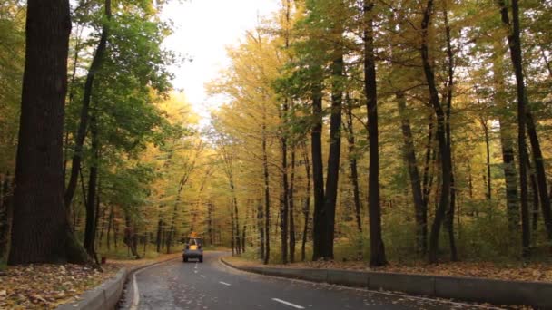 Asfaltweg in de herfst bos, met gele en groene bomen — Stockvideo