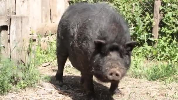 Porcs noirs vietnamiens, se reposant, dormant dans la cage, par une journée ensoleillée, gros, épais cochons noirs, famille — Video