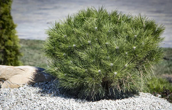 Pinus mugo var pinheiro montanha anão Cultivar. pumilio no jardim rochoso — Fotografia de Stock