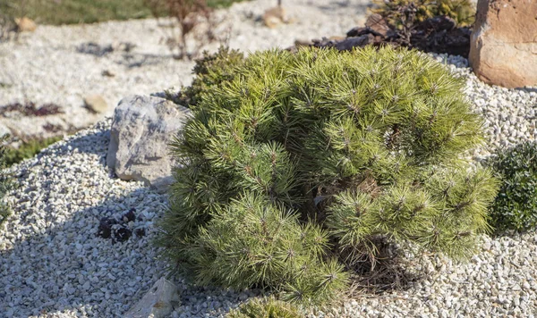 Cultivar dwarf mountain pine Pinus mugo var. pumilio in the rocky garden — Stock Photo, Image