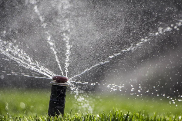 Otomatik fıskiye sistemi yeşil çimlerin arka planında çimleri suluyor
