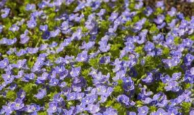 Poormans Weatherglass Lysimachia foemina kır çiçekleri