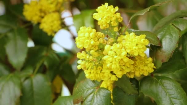 Mahonia aquifolium - de bloem van Oregon grape — Stockvideo
