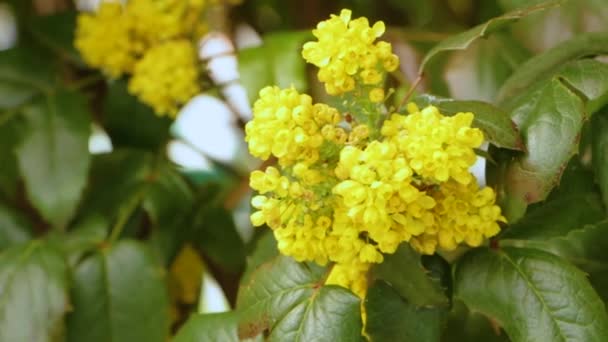 Mahonia aquifolium - Oregon grape flower — Stock Video