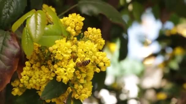 Mahonia aquifolium - de bloem van Oregon grape — Stockvideo