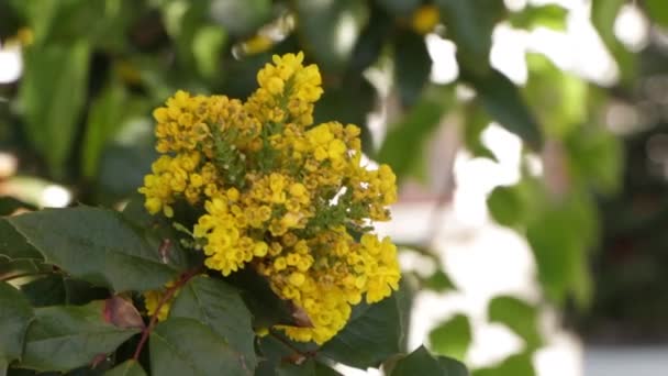 Mahonia aquifolium - Oregon druva blomma — Stockvideo