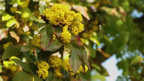 Mahonia aquifolium - Oregon druva blomma — Stockvideo