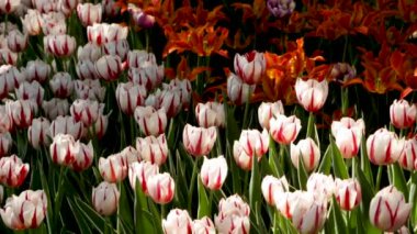 Bahar manzara - yeşil çim arka planı güzel lale. arka plan, peyzaj