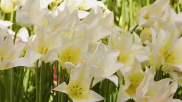 Paysage printanier - belles tulipes sur fond d'herbe verte. fond abstrait, paysage 