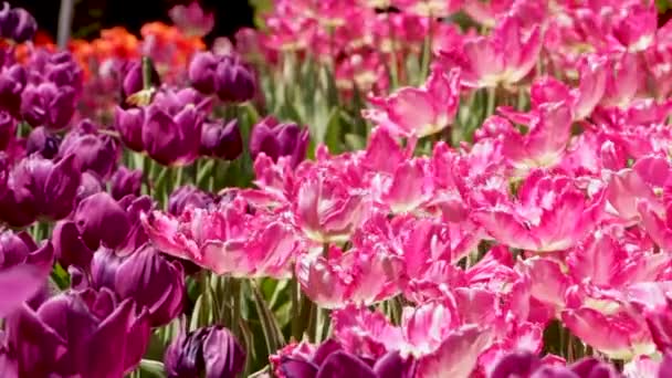 Paesaggio primaverile - bei tulipani sullo sfondo di erba verde. sfondo astratto, paesaggio — Video Stock