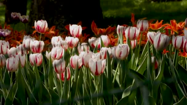 Jarní krajina - krásné tulipány na pozadí zelené trávy. abstraktní pozadí, krajina — Stock video