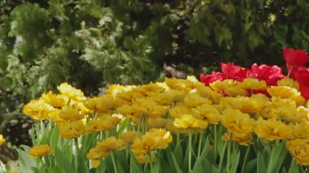 Jarní krajina - krásné tulipány na pozadí zelené trávy. abstraktní pozadí, krajina — Stock video