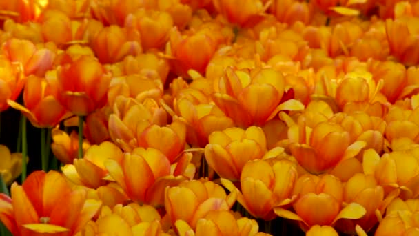 Jarní krajina - krásné tulipány na pozadí zelené trávy. abstraktní pozadí, krajina — Stock video