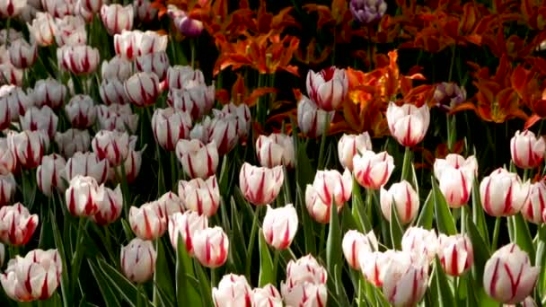 Paisaje primaveral - hermosos tulipanes sobre el fondo de hierba verde. fondo abstracto, paisaje — Vídeos de Stock