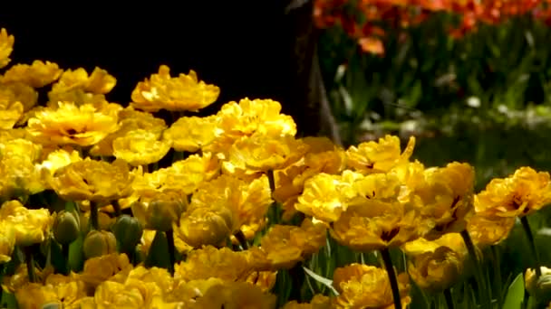 Jarní krajina - krásné tulipány na pozadí zelené trávy. abstraktní pozadí, krajina — Stock video