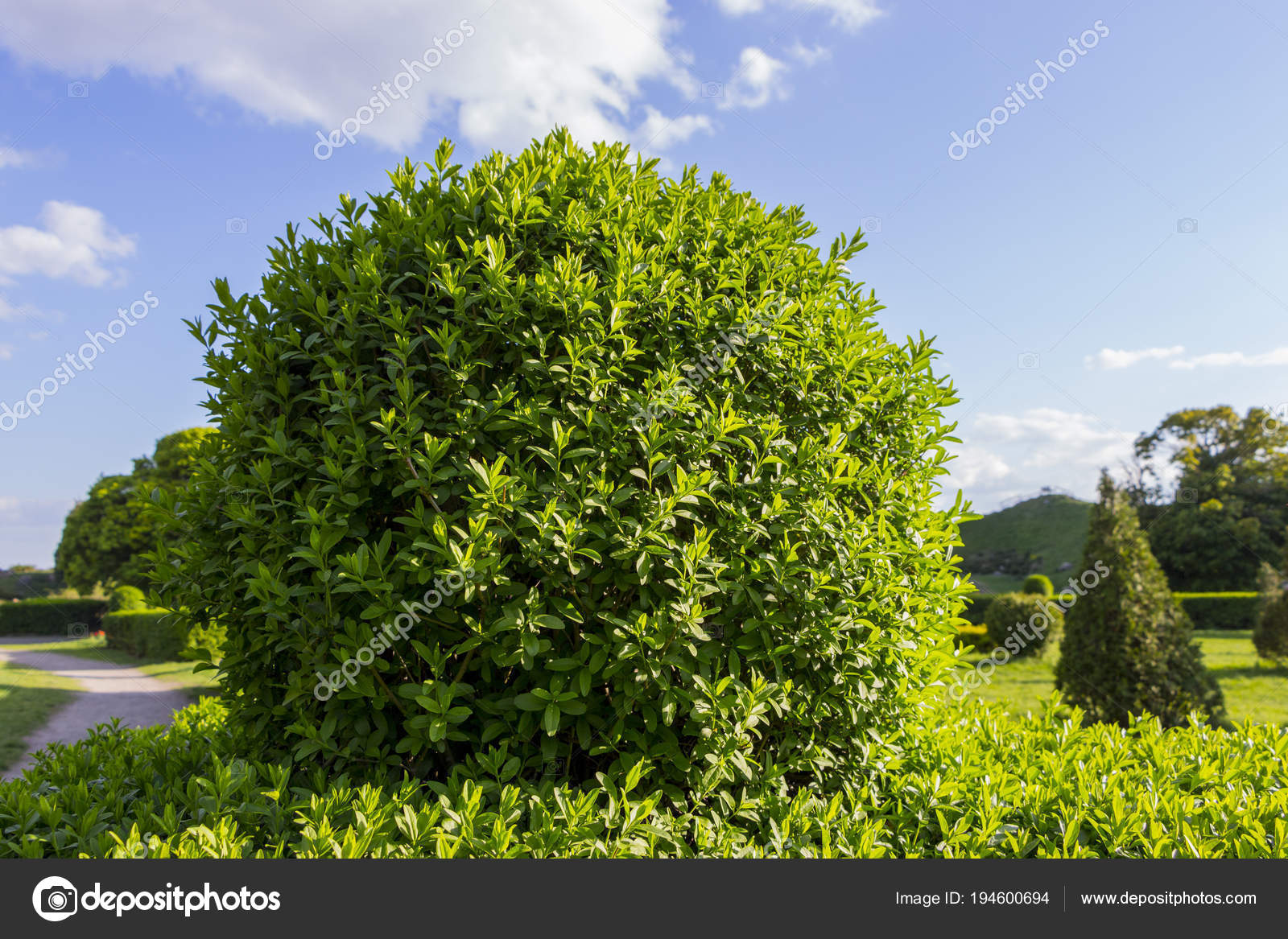 Wild Privet Ligustrum Hedge Nature Texture A Sample Of - 