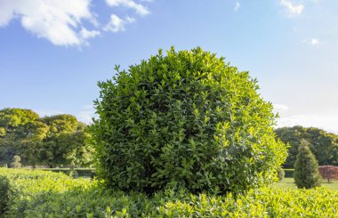 Vahşi Privet Ligustrum hedge doğa doku bahçevan sanat örneği