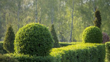 Wild Privet Ligustrum hedge nature texture A sample of topiary art clipart