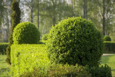 Wild Privet Ligustrum hedge nature texture A sample of topiary art clipart