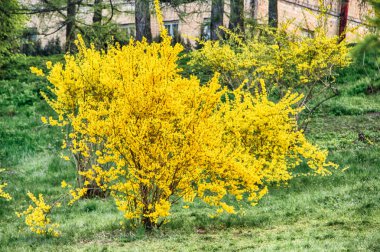 Erken baharda, sarı çiçek çiçek açan hor çiçeği