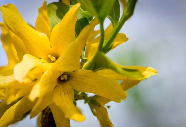 Erken baharda, sarı çiçek çiçek açan hor çiçeği