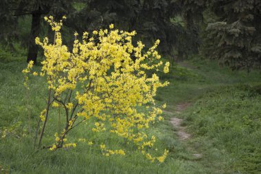 Erken baharda, sarı çiçek çiçek açan hor çiçeği