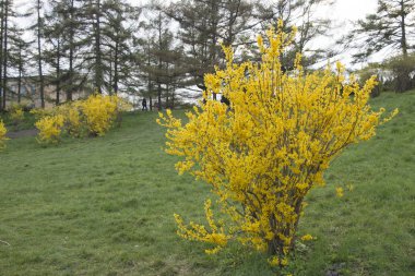 Erken baharda, sarı çiçek çiçek açan hor çiçeği