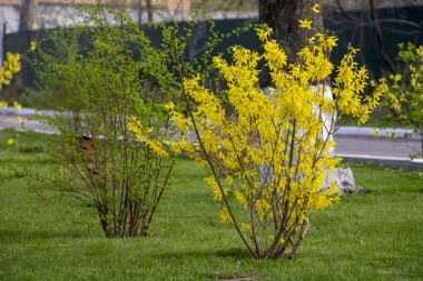Erken baharda, sarı çiçek çiçek açan hor çiçeği