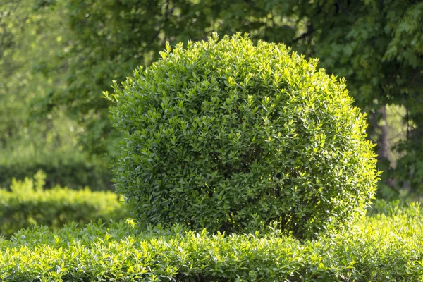 Wild Privet Ligustrum cobertura naturaleza textura Una muestra de arte topiario —  Fotos de Stock