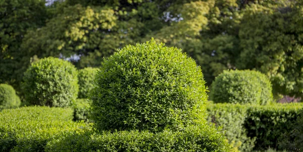 Wild Privet Ligustrum hedge nature texture Sampel seni topiary — Stok Foto