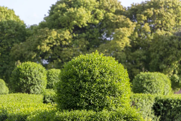 Liguster ligustrum hecke natur textur ein beispiel topiary art — Stockfoto