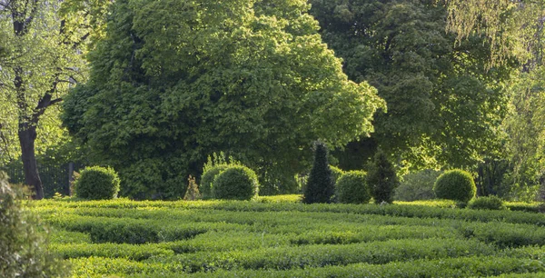 Liguster ligustrum hecke natur textur ein beispiel topiary art — Stockfoto