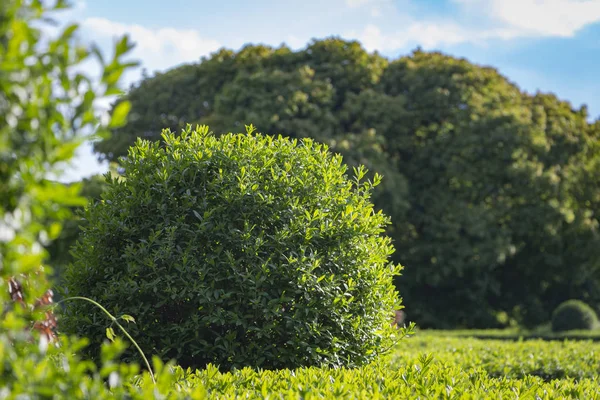 Liguster ligustrum hecke natur textur ein beispiel topiary art — Stockfoto