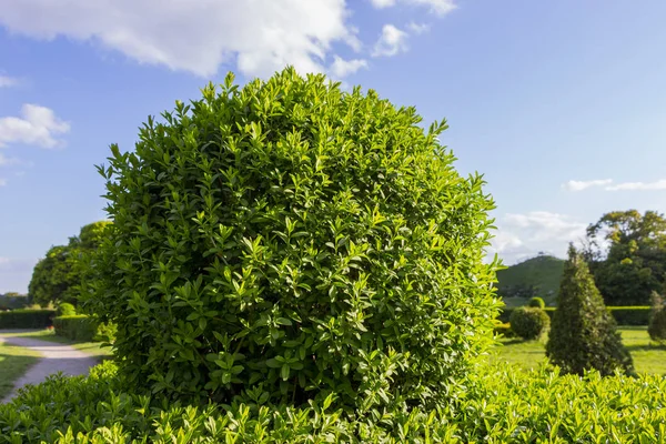 Vahşi Privet Ligustrum hedge doğa doku bahçevan sanat örneği — Stok fotoğraf