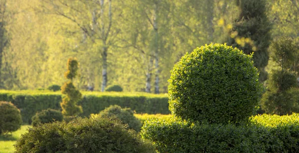 Divoká příroda živého plotu Privet Ligustrum textura vzorek vrchol střihačského umění — Stock fotografie