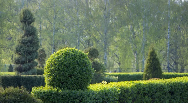 Vilda liguster Ligustrum hedge naturen textur ett prov av formklippta konst — Stockfoto