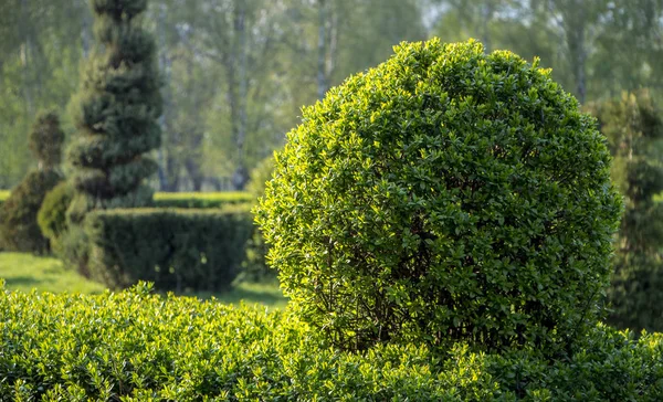 Vahşi Privet Ligustrum hedge doğa doku bahçevan sanat örneği