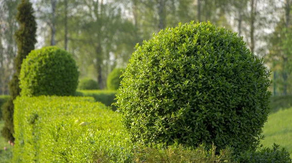 Vahşi Privet Ligustrum hedge doğa doku bahçevan sanat örneği