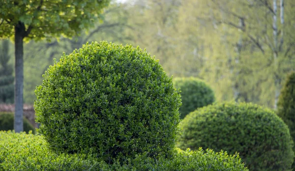 Wild Privet Ligustrum hedge nature texture Sampel seni topiary — Stok Foto