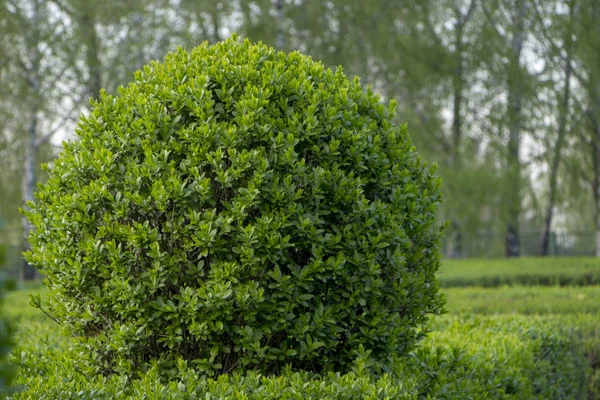 Vahşi Privet Ligustrum hedge doğa doku bahçevan sanat örneği