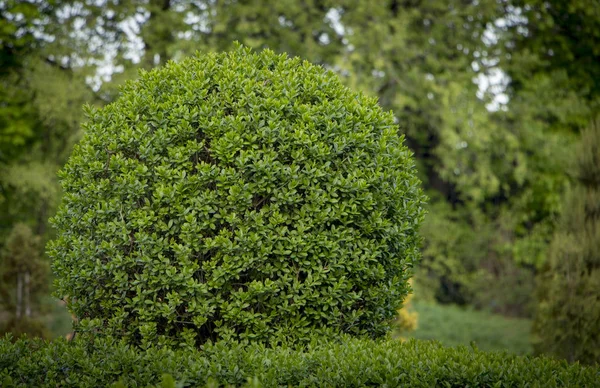 Vahşi Privet Ligustrum hedge doğa doku bahçevan sanat örneği