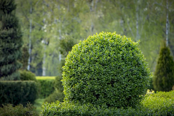 Selvaggio Privet Ligustrum siepe natura texture Un campione di arte topiaria — Foto Stock