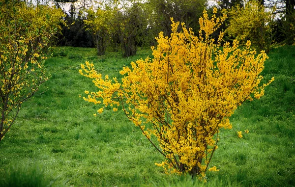 Kvetoucí rostliny brzy na jaře, žluté květy — Stock fotografie